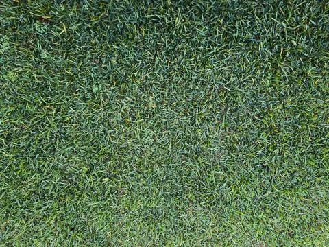 Green grass texture background surface Stock Photos