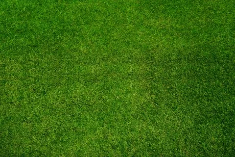 Green grass texture background, top view Stock Photos