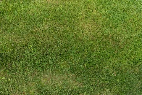 Green grass texture background top view Stock Photos