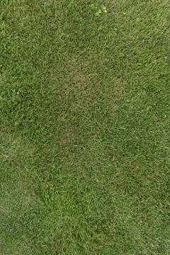 Green grass texture background top view Foto stock