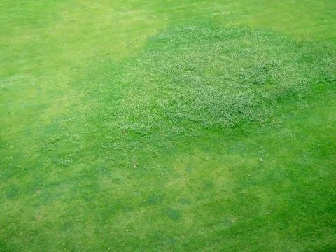 Green grass texture background, Top view of grass garden Ideal concept Foto stock