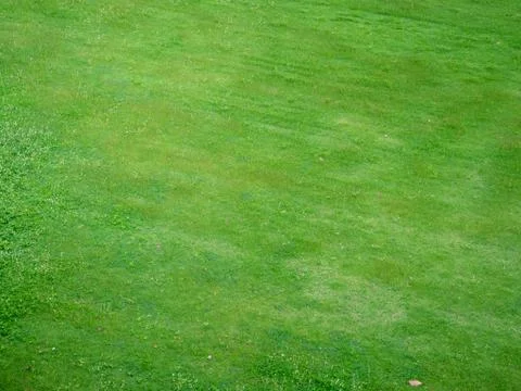 Green grass texture background, Top view of grass garden Ideal concept 写真素材