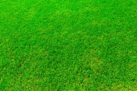 Green grass texture (background). Top view. Stock Photos