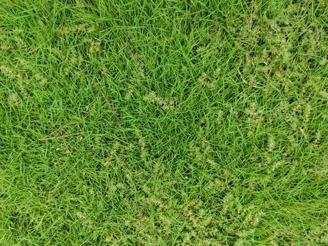 Green grass texture background top view of bright grass garden Idea concept u Stock Photos