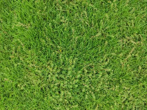 Green grass texture background top view of bright grass garden Idea concept u Stock Photos