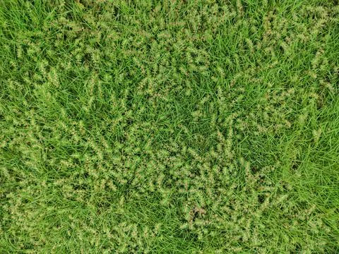 Green grass texture background top view of bright grass garden Idea concept u Stock Photos