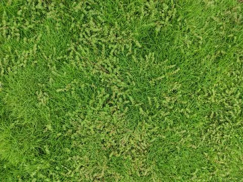 Green grass texture background top view of bright grass garden Idea concept u Stock Photos