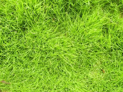 Green grass texture background Top view of bright grass. Background of a gree Stock Photos