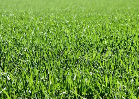 Green grass texture background top view. Garden Ideal concept used for making Foto stock