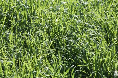 Green grass texture background top view. Garden Ideal concept used for making Stock Photos