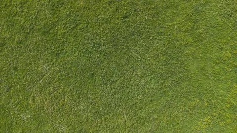Green grass texture background Top view of bright grass garde. Foto stock