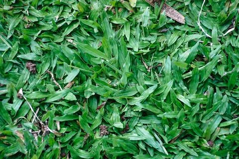 Green grass texture background Top view of bright grass garden Idea concept.. Stock Photos
