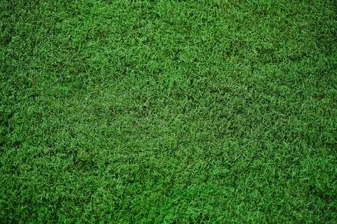 Green grass texture background, view from the top Stock Photos
