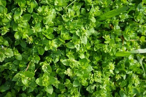 Green grass texture background. View from above. Foto stock