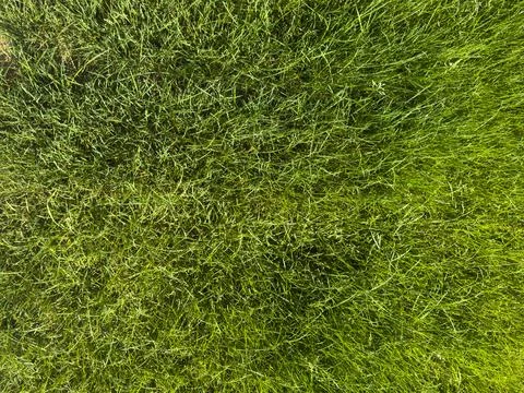 Green grass texture background viewed from above Stock Photos