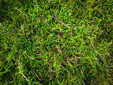 Green grass texture background for work with copy space Foto stock