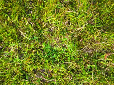 Green grass texture background for work with copy space Foto stock