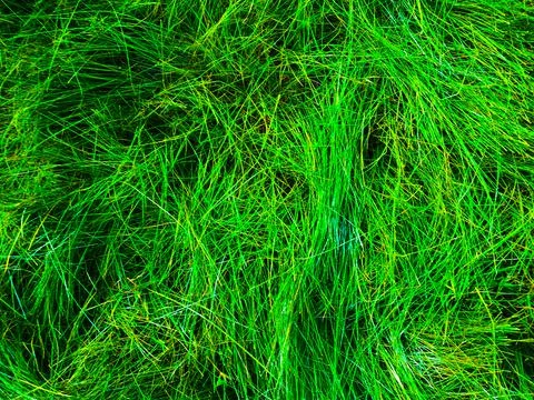 Green grass texture background for work with copy space Foto stock