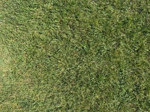 Green grass texture can be use as background. Stock Photos