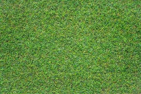 Green grass texture can be use as background Stock Photos