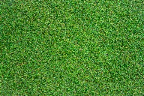 Green grass texture can be use as background Stock Photos