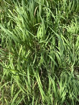 Green Grass Texture Close Up Nature Background Fotos Stock