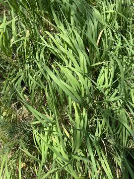 Green Grass Texture Close Up Nature Background Stock-Fotos
