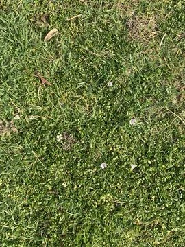 Green grass texture closeup Foto stock