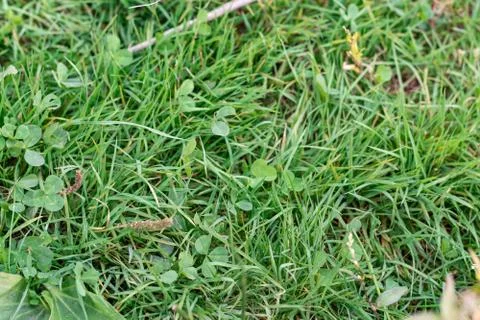Green grass texture with clover Stock Photos