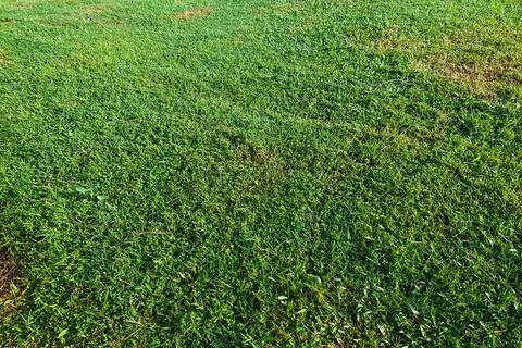 Green Grass Texture exposed to sunlight 库存照片