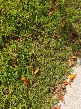 Green grass texture with fallen dry brown leaves, natural background 库存照片