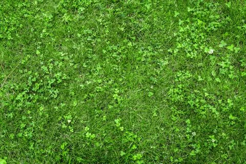 Green grass texture from a field Stock-Fotos