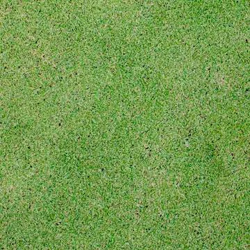 Green grass texture from a field Stock Photos