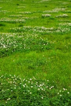 Green grass texture from a field Stock Photos
