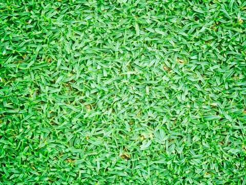 Green grass texture from a field Stock Photos