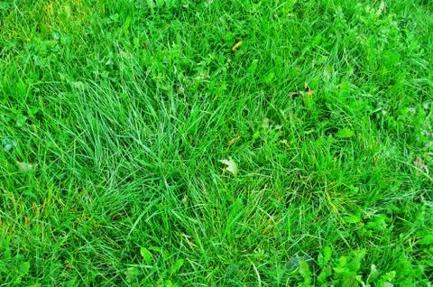 Green grass texture from a field Stock Photos