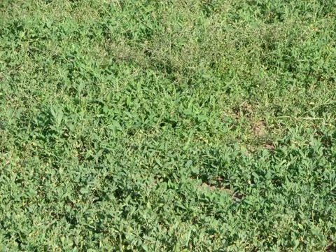 Green grass texture from a field Stock Photos