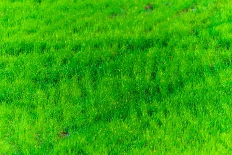 Green grass texture from a field Stock Photos