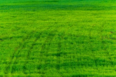 Green grass texture from a field Stock-Fotos