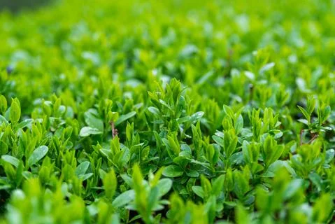 Green grass texture from a field Stock Photos