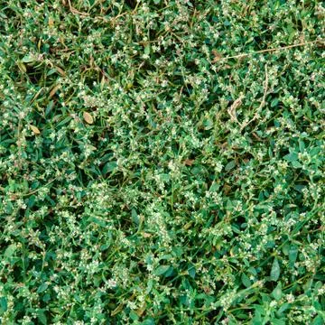 Green grass texture with flowers 写真素材