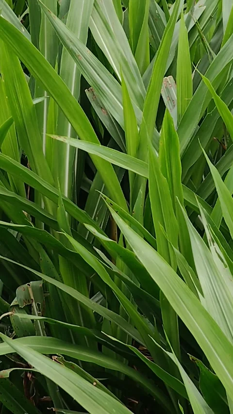 Green grass texture Stock Footage 294452848