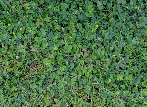 Green grass texture in the garden Stock Photos
