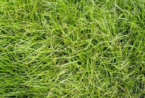 Green grass texture on ground Stock Photos