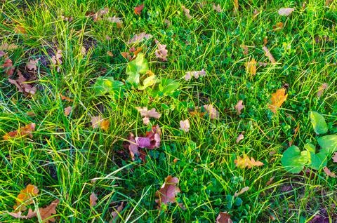 Green grass texture with leaves Stock Photos