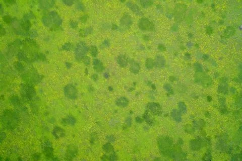 Green grass texture with natural pattern of yellow wildflower meadows in bright 写真素材