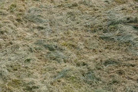 Green grass texture or background of golf course and football soccer field Fotos de archivo