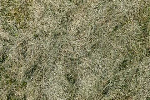 Green grass texture or background of golf course and football soccer field Stock-Fotos