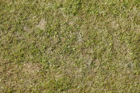 Green grass texture or background of golf course and football soccer field Stock Photos