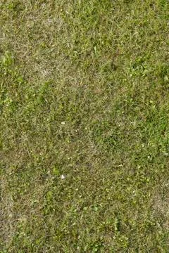 Green grass texture or background of golf course and football soccer field Stock Photos